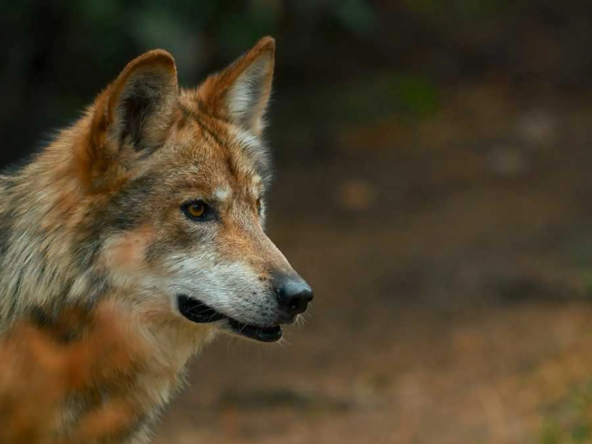 Trump's Beef Orders Draw Criticism as Wolf Delisting Move Sparks Conservation Backlash