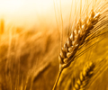 I futures del grano salgono di oltre l’1% mentre aumentano i rischi di offerta nel Mar Nero