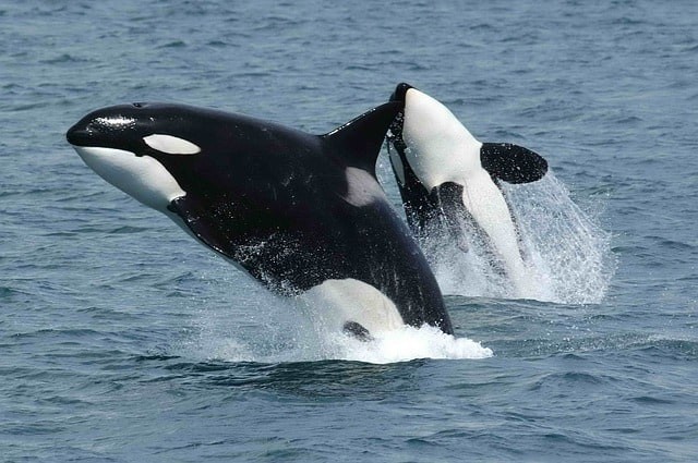 CryptoQuant informa que la acumulación de ballenas de BTC, ETH y XRP señala el fin inminente del mercado bajista