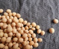 CBOT soybean oil falls 7% as US biofuel policy uncertainty weighs on demand outlook