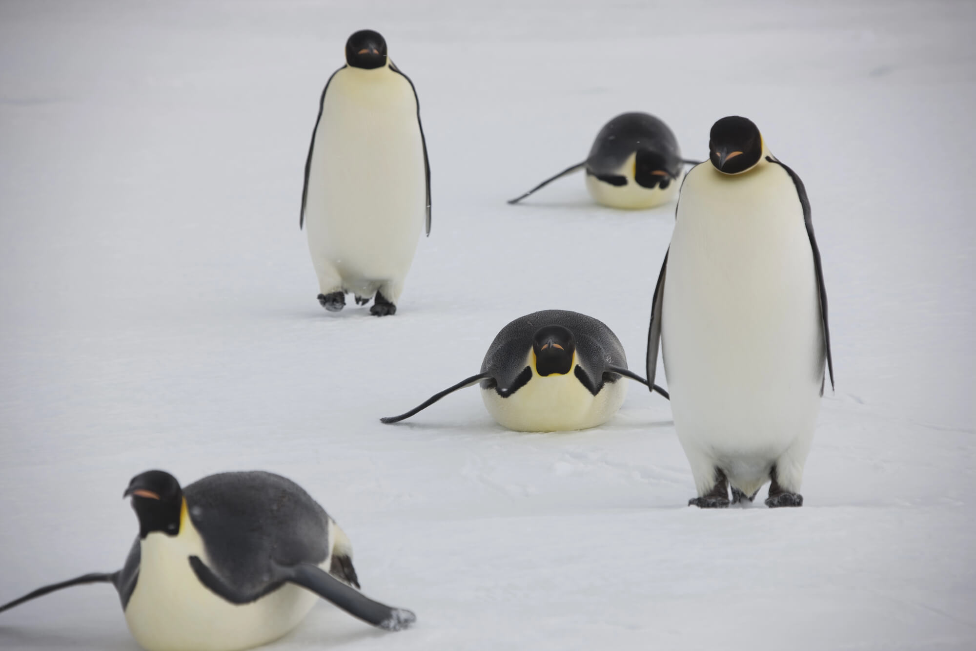 Материнская компания Pudgy Penguins Igloo закроет Ethereum layer 2 Abstract 15 декабря
