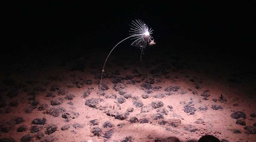 Gli Stati Uniti aprono vasti fondali del Pacifico all'estrazione mineraria vicino alle Isole Marianne Settentrionali
