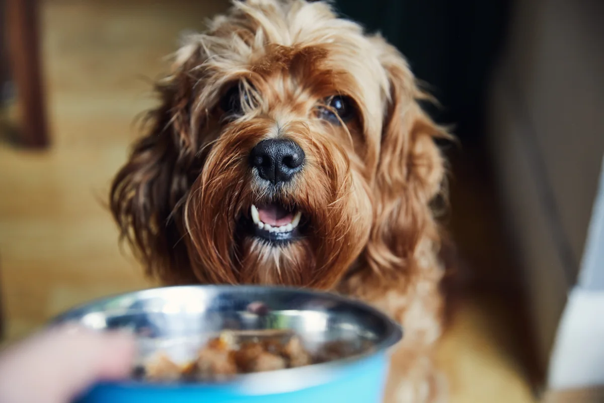 Does Renters Insurance Cover Pets, Dog Bites, and Pet Damage?