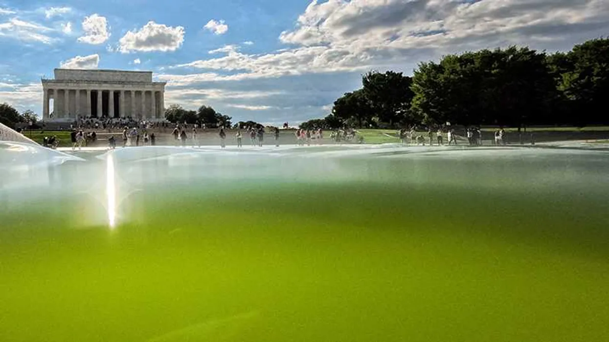 Nueva empresa recibe contrato de 2,7 millones de dólares para solucionar el problema de algas del Reflecting Pool