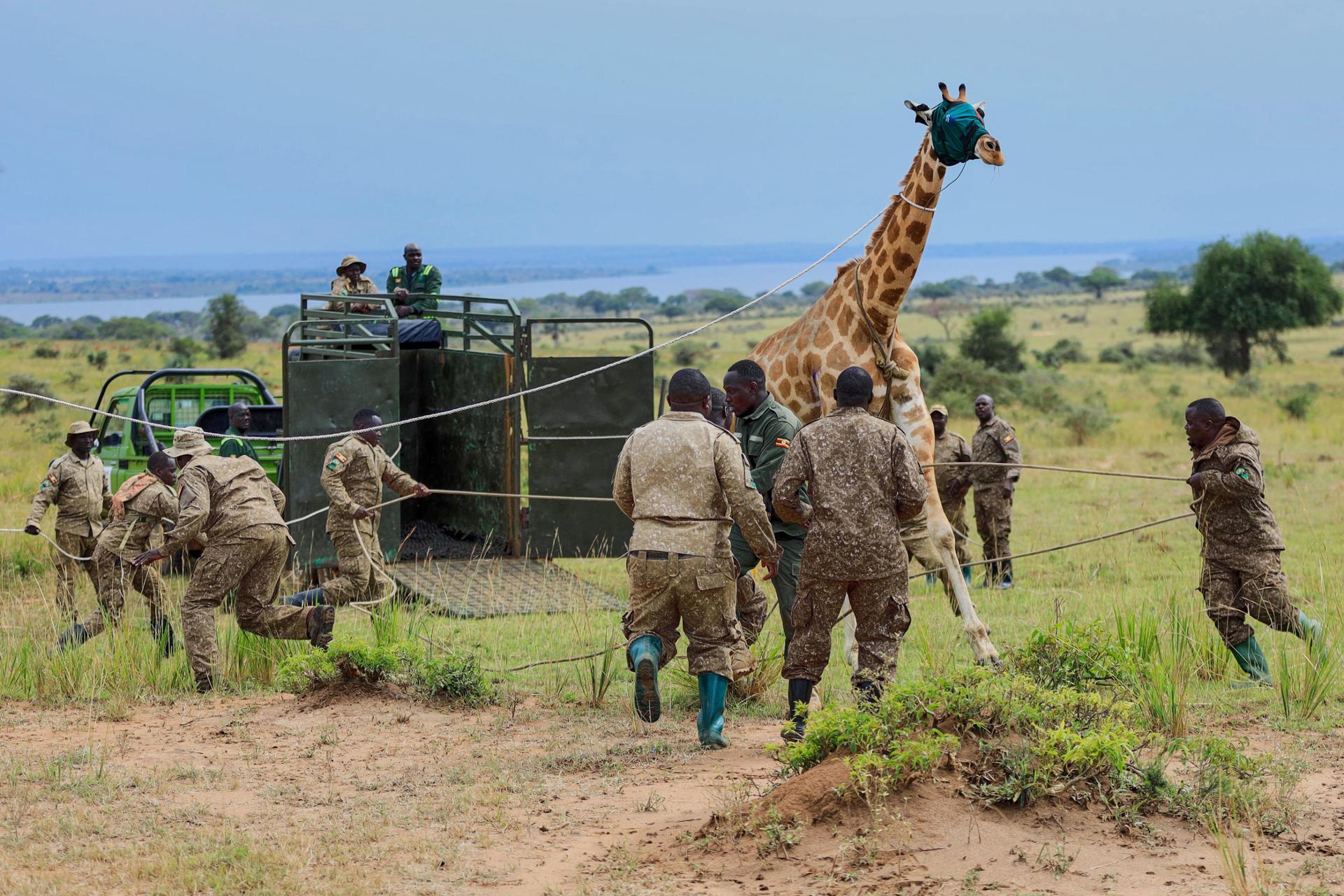 Uganda reubica jirafas nubianas en peligro de extinción ante la perforación petrolera en el Parque Nacional Murchison Falls