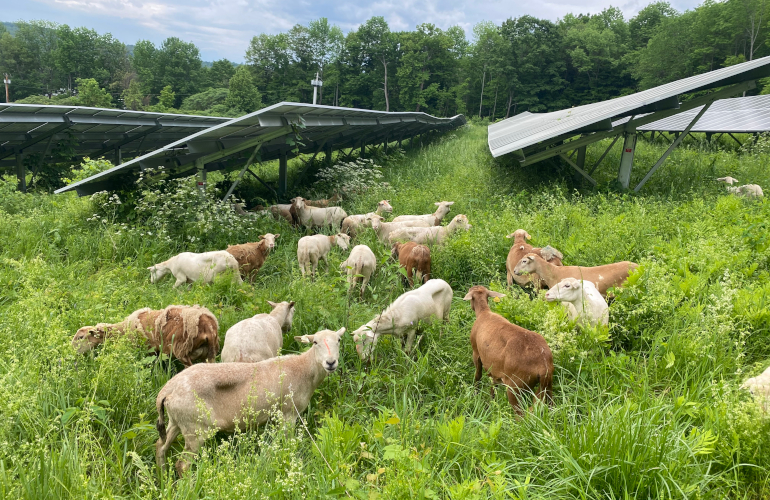 Nueva Jersey aprueba 16 proyectos de agrivoltaica por un total de 52.06 MW en granjas locales