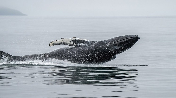 Un baleine Ethereum capitule après 3 ans, avec plus de 19 millions de dollars de pertes