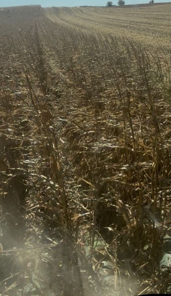 La integridad del tallo es clave a medida que se aproxima la cosecha de maíz