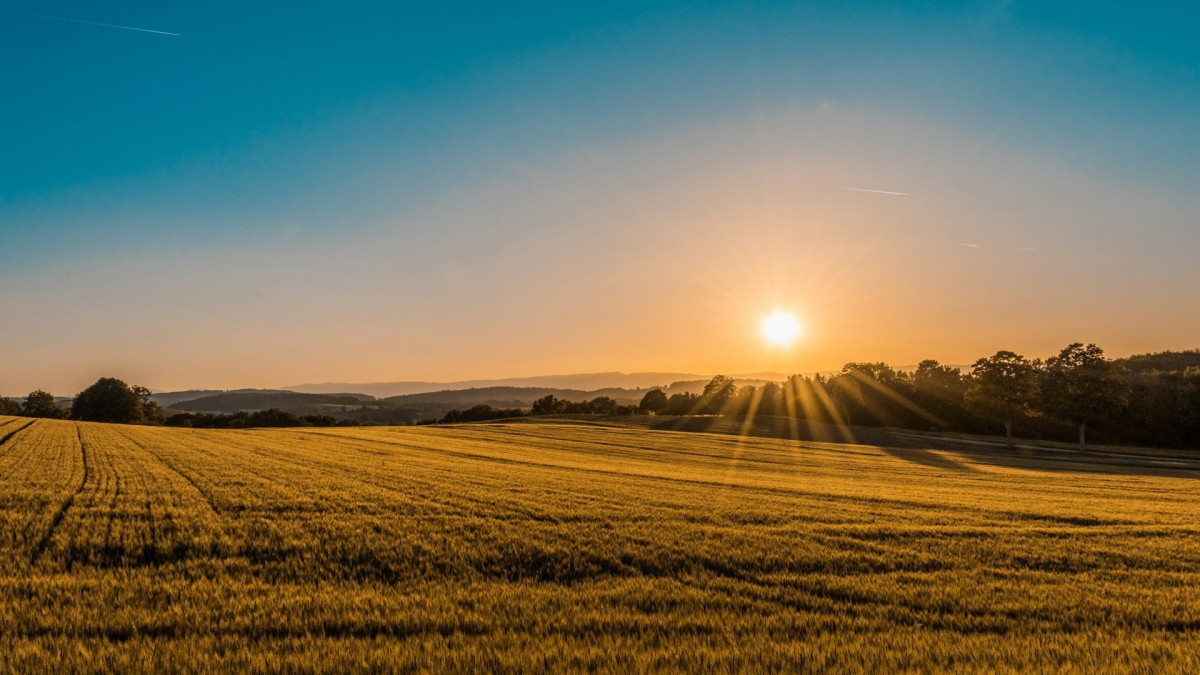 La Agrivoltaica Gana Impulso a Medida que Agricultores y Desarrolladores Solares Adoptan el Uso Dual de la Tierra
