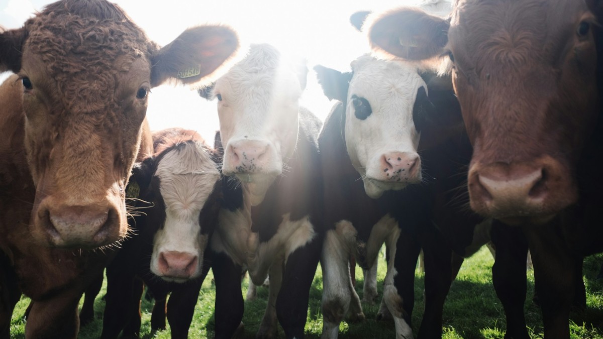 Nebraska-Rinderfeedlot soll jährlich 1,2 Millionen MMBtu erneuerbares Erdgas produzieren