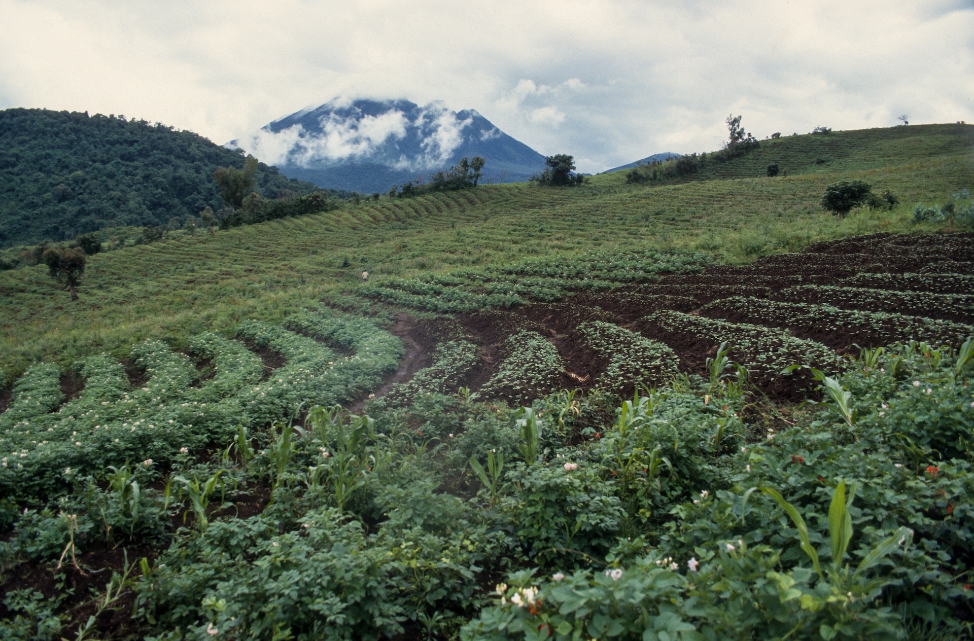 Londyńska palarnia Pact Coffee ustanowiła rekordową cenę za kongijski los na konkursie Best of Congo Cooperatives Competition 2026