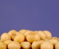 Soybean Futures Hold Near One-Month High